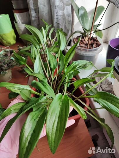 Сансевиерия, аихризон, дримиопсис