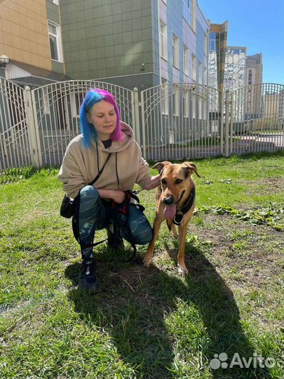 Выгул / передержка собак