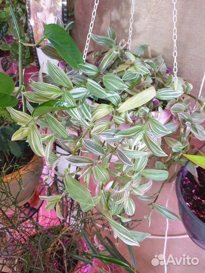 Традесканции ампельные