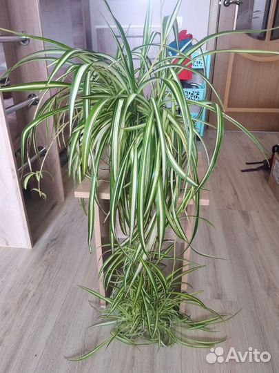 Хлорофитум