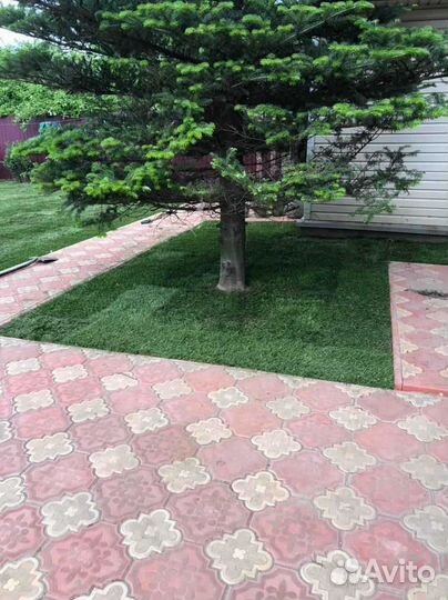 Рулонный газон, укладка, продажа