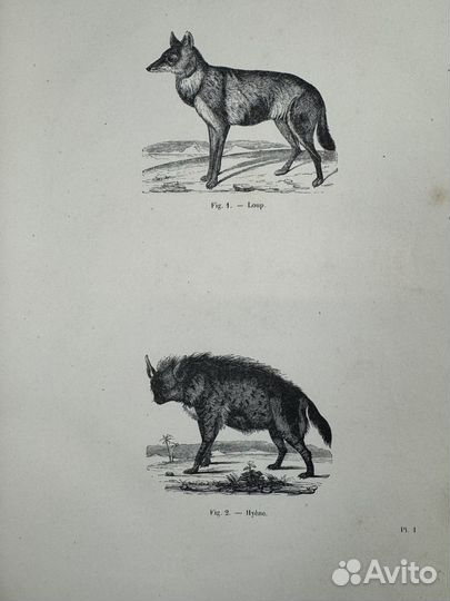 Хищники. изобилие гравюр. роскошные летучие мыши