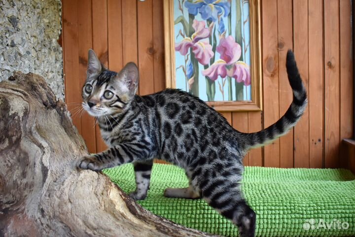 Бенгальский кот