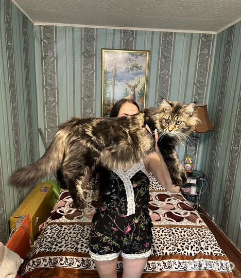 Котята мейн-кун