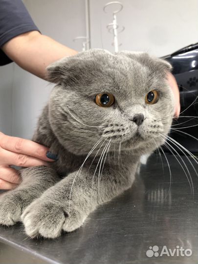 Найден кот