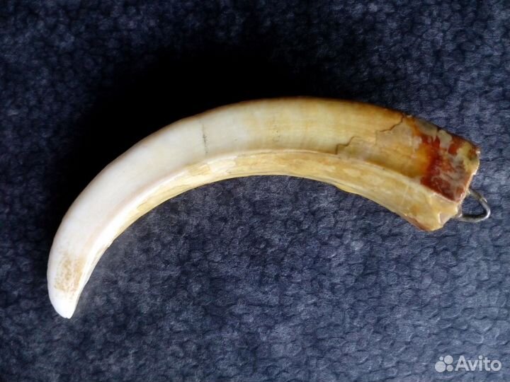 Клык кабана с креплением около 10 см