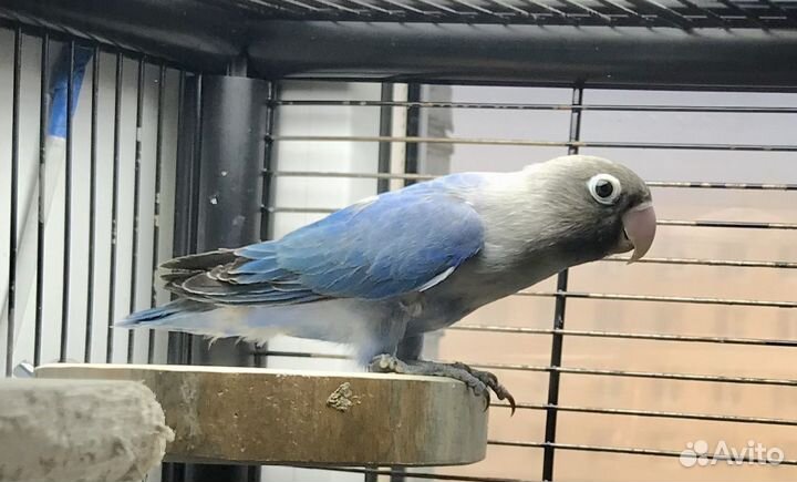 Масковый неразлучник