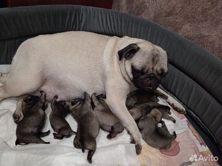 Щенки мопса