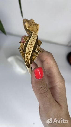 Бананоед Pinstripe самка