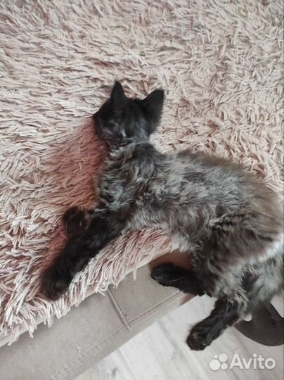 Красивый котик
