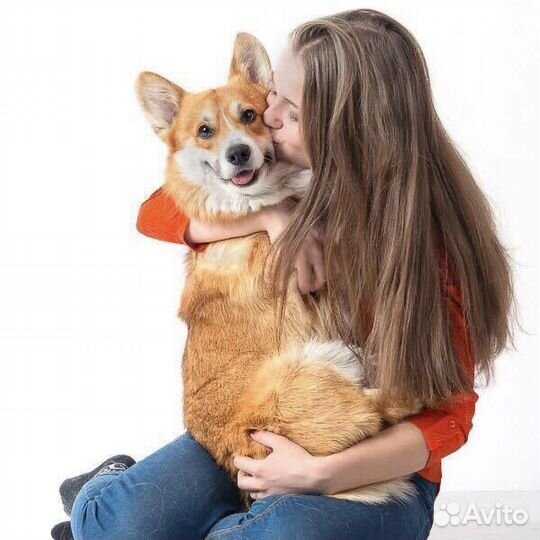 Хендлер, грумер, подготовка к выставке собак