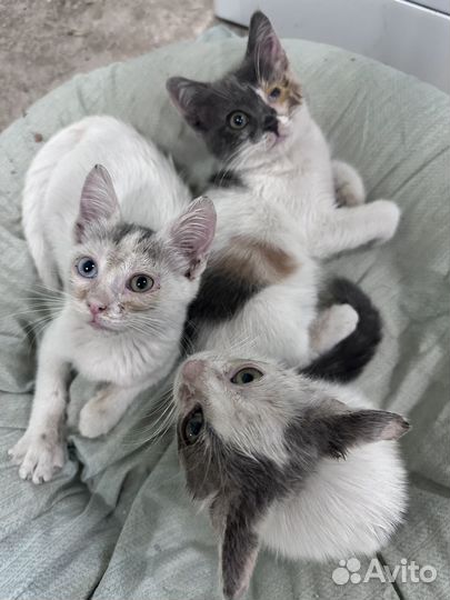 Котёнок 2 месяца мальчик