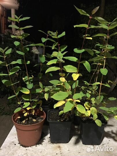 Жимолость сладкая Голубой Банан, Сердце Гиганта