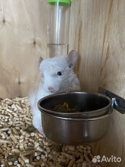 Шиншилла девочка