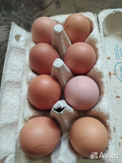 Инкубационное яйцо