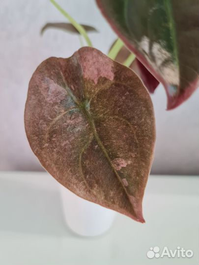 Алоказия ред секрет / медная вар