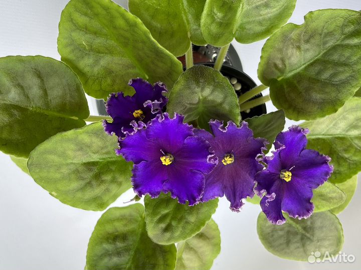 Фиалки цветущие