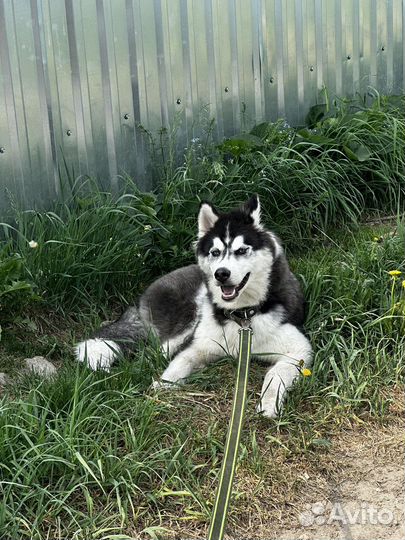 Щенок сибирской хаски