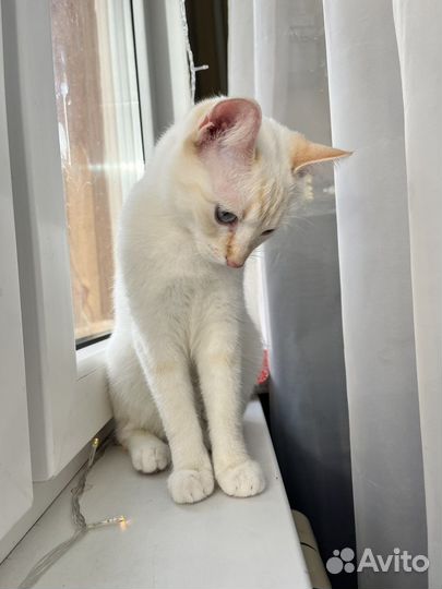 Тайские Котята Ред поинт