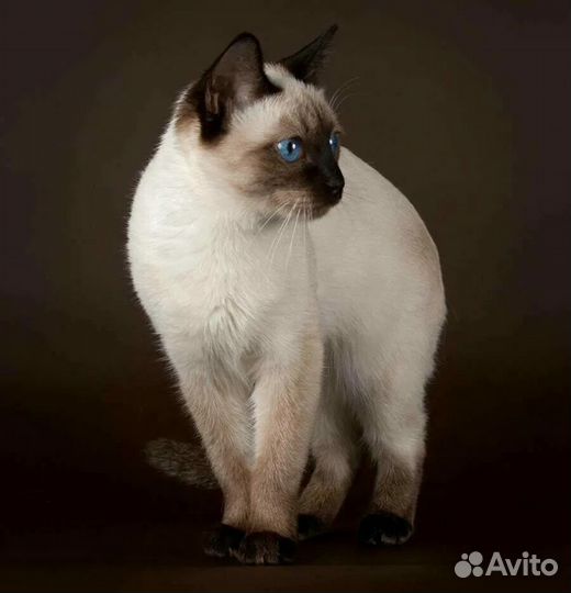 Кошечка в добрые руки