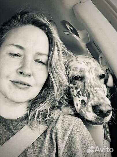 Передержка, забота о вашей собаке