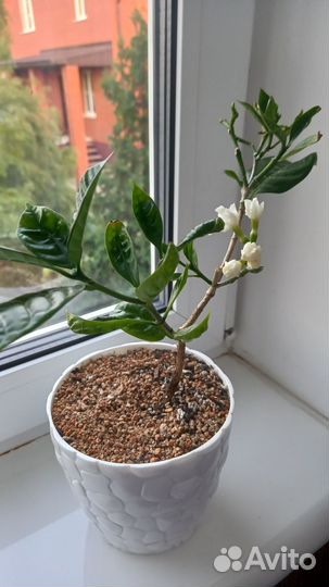 Табернемонтана