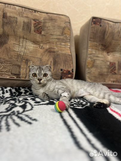 Вислоухая кошечка в доьрые руки