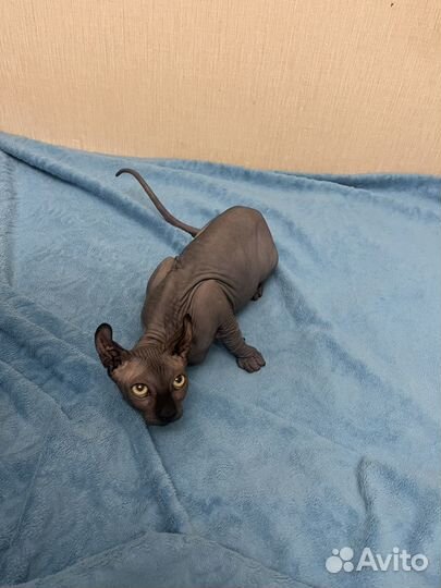 Сфинкс эльф