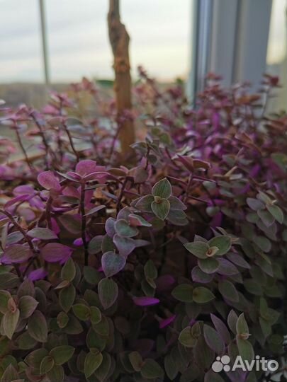 Ажурная каллизия Розовая Пантера