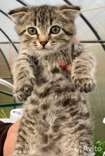 Котенок мальчик бесплатно