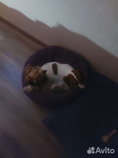 Передержка животных на время отпуска