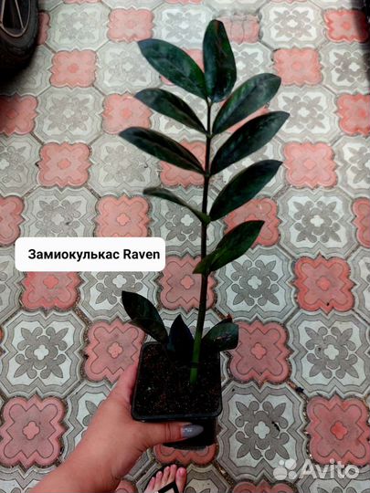 Замиокулькас черный равен
