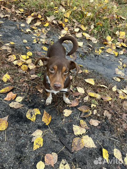 Собака в добрые руки