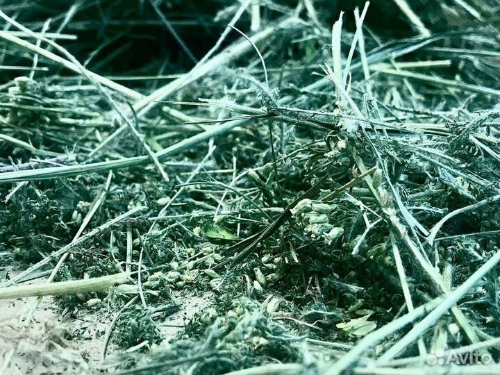 Тысячелистник