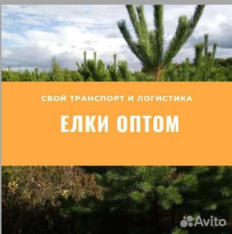 Елка Ель Сосна оптом