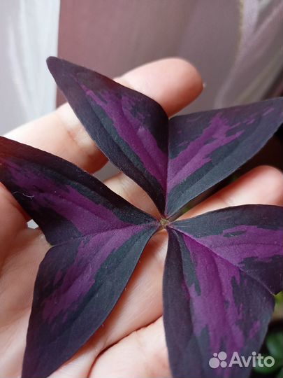 Кислица оксалис