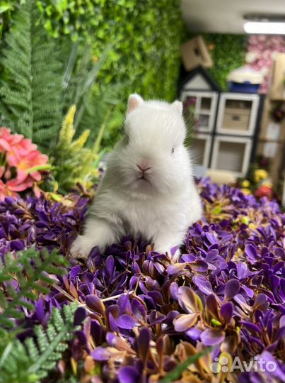 Гермелин супер мини