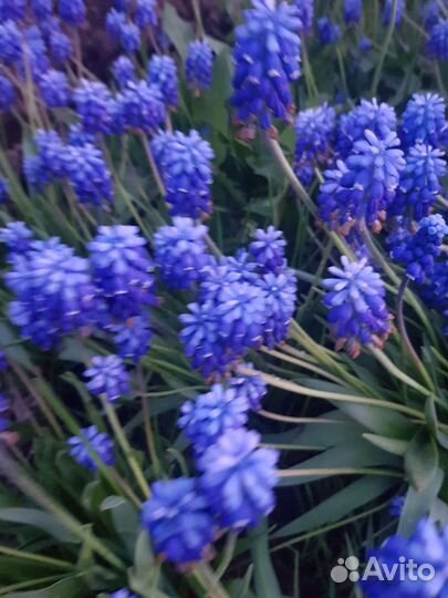 Мускари луковичные многолетник