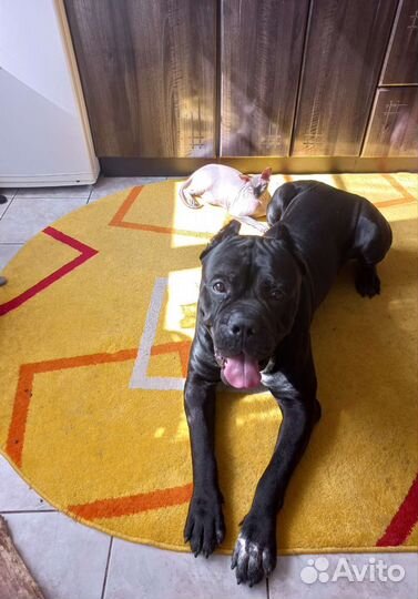 Кобель вязка Кане Корсо