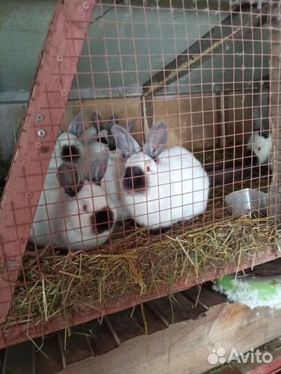 Калифорнийские кролики