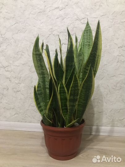 Сансевиерия лауренти
