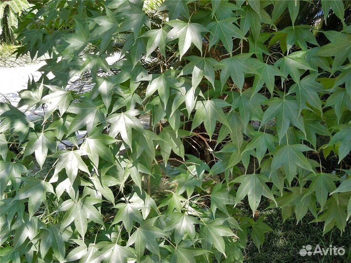 Клены, редкие виды, семена