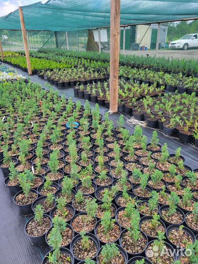 Саженцы черенки