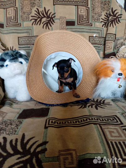 Той-терьер щенки