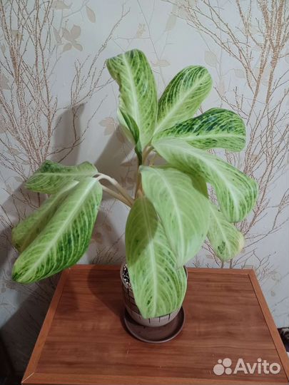 Аглонема, диффенбахии