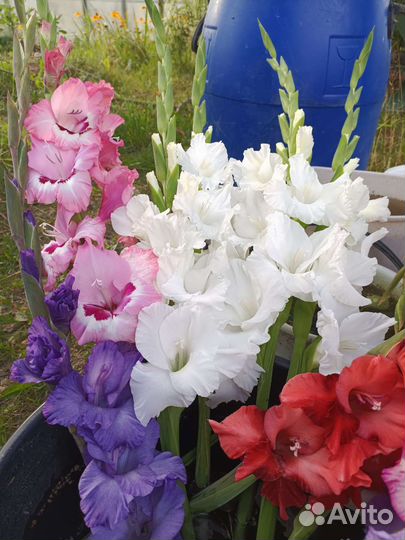 Букет цветов