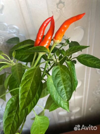 Перец комнатный огонек с плодами в грунте