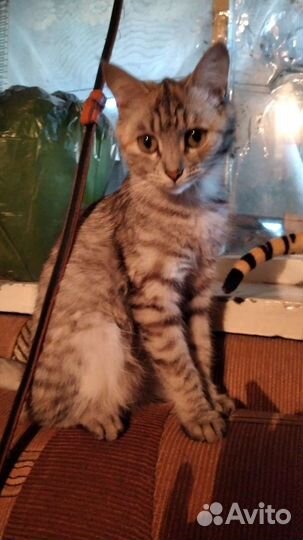 Кошка в дар