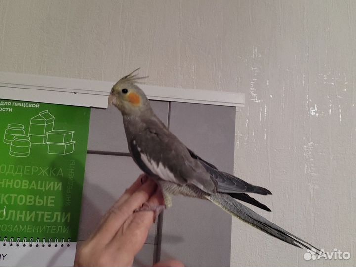 Попугай корелла мальчик ручной