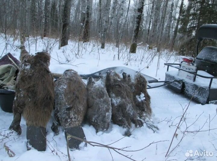 Организация охоты на любую дичь с ночевкой отдыхом